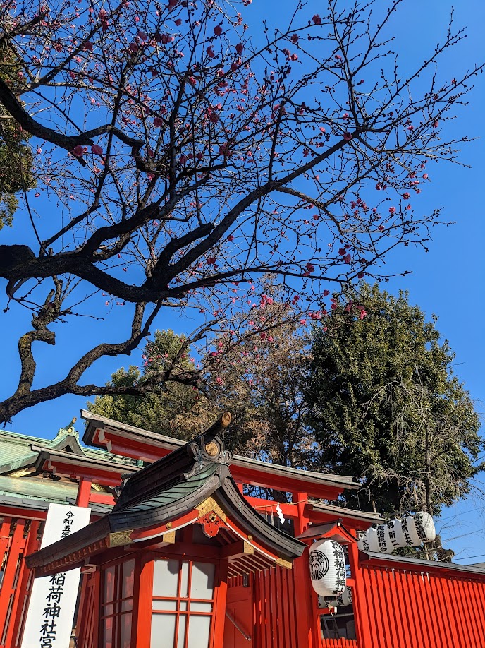 阿佐ヶ谷の馬橋稲荷神社の梅の写真です